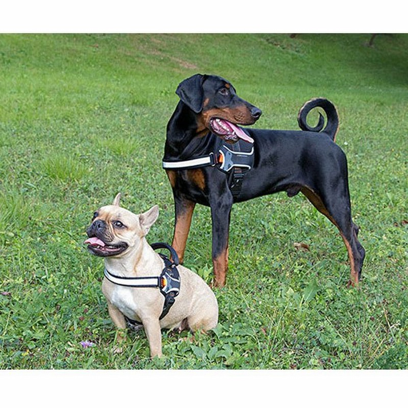 ヘラクレスpハーネス Xsサイズ 適応体重12kgまで 首輪 胴輪 カラー ハーネス リード お散歩 ラバー お出かけ お洒落 おしゃれ かっこいい 通販 Lineポイント最大get Lineショッピング