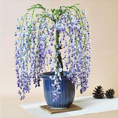 【開花終了】藤(1才藤) 盆栽 葉姿 フジ 紫花 鉢植え ギフト 盆栽 開店 ...