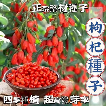 現貨【枸杞種子】（250粒）四季種植 正宗藥材種子 陽台庭院盆栽菜園後期種子四季播種  農家田園藥材枸杞種子 包發芽