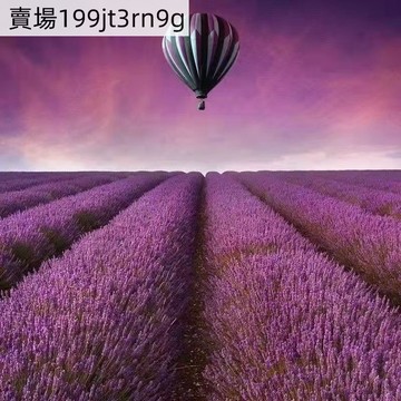 現貨 薰衣草種子（500粒）觀賞花海種子 四季種植 英國玫瑰薰衣草種子 進口普羅旺斯種子 盆栽花卉種子 超高發芽