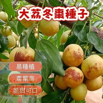 🍐棗子種子 （大荔冬棗種子）童年記憶的爆汁甜蜜！台灣首發大荔冬棗種子，稀有果王，金奖品種，自家陽台變果園！