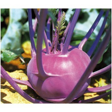【拈花微笑】紅輝結頭菜｜種子｜2g｜非基因改造種子｜蔬菜｜蔬果｜有機無毒｜高發芽率