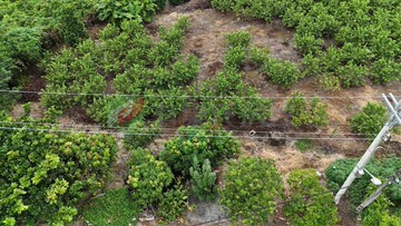 玉井-芒子芒千坪丙種建築用地｜台南市玉井區芒子芒段