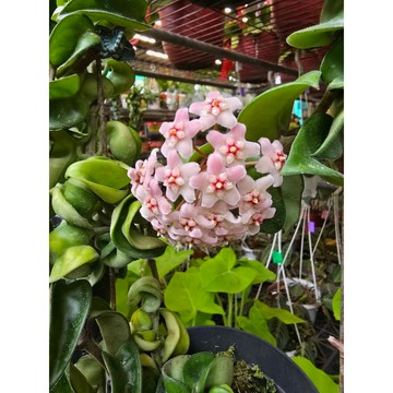 苔鑽🍀捲葉毬蘭 3吋盆出貨/稀有迷你蘭花/附生植物/微景觀/辦公室小物/家庭植栽