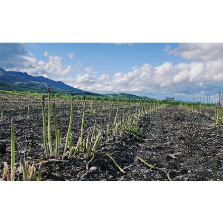 ふるさと納税 北海道 富良野産 アスパラガス M〜2Lサイズ混合 約1kg 露地栽培 (山本農園)  北海道富良野市