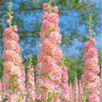 🌺夢想花園｜現貨重瓣蜀葵花種子 低價蜀葵種籽 四季可播易活 室內陽臺盆栽庭院室外觀賞花卉花籽