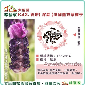 【綠藝家】大包裝K42.絲帶( 深紫 )法國薰衣草種子30顆 全日照 用途：驅蟲、抗茵、精油 香草類大包