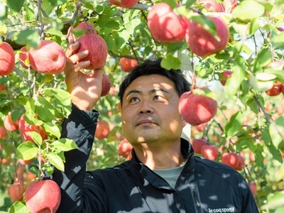 年明け  吹田りんご園 山の完熟サンふじ・シナノゴールド合計約3kg（詰合せ）　