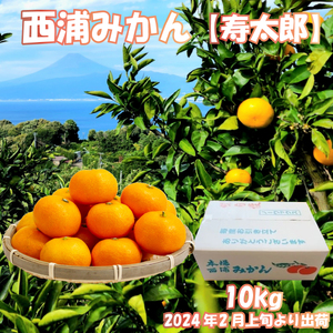 寿太郎 みかん 約 10kg 産地直送 柑橘 西浦 沼津 蜜柑　訳あり（寿太郎みかん 西浦 みかん 蜜柑 果物 みかん フルーツ みかん 柑橘 農家直送 みかん 産地直送 みかん 沼津 みかん 国産 みかん 訳あり みかん たっぷり みかん）