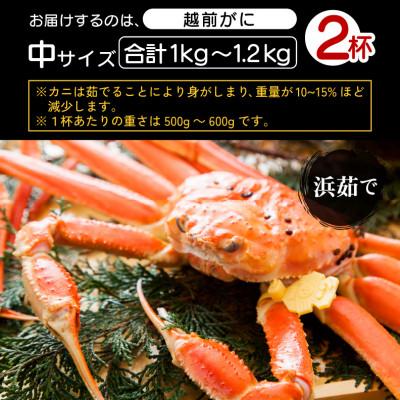 ふるさと納税 越前町 地元鮮魚店厳選 ≪浜茹で≫ 越前がに 中サイズ 2杯