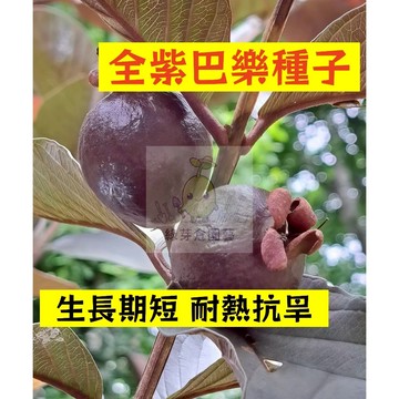 🌱四季可種（全紫巴樂種子BL-23）果肉紫色 鮮甜軟糯生長勢快 番石榴 抗病耐寒 高產 易種植 懶人庭院田園盆栽水果種子