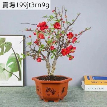 現貨 海棠種子（250粒）四季種植 庭院大型西府海棠花樹苗垂絲海棠北美海棠風景樹種子