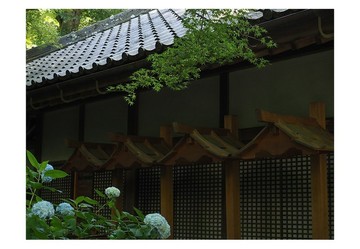 繡球花盛開時 | 攝影明信片 | 三張一組 | No.39