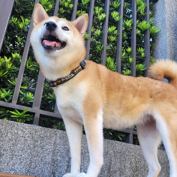 Woofy Woofy 8字訓練項圈 插扣款 海軍藍 寵物項圈