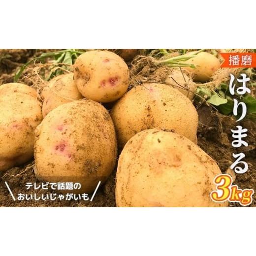 ふるさと納税 兵庫県 加西市 美味しいジャガイモ　はりまる  兵庫県産 3kg