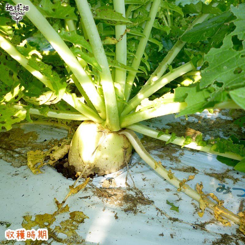 大根 6本 有機栽培 冷蔵便 鹿児島県産 宮崎県産 だいこん ダイコン 九州産 九州野菜 まとめ買い 化学肥料・農薬不使用 organic 発送期間11月下旬〜4月