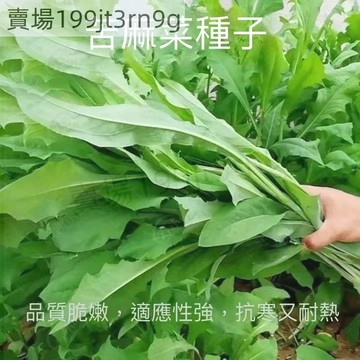 現貨 苦蕒菜種子（500粒）四季種植  多年生牧草 豬苦麻菜苦麥菜苦買菜苦賣菜 高產