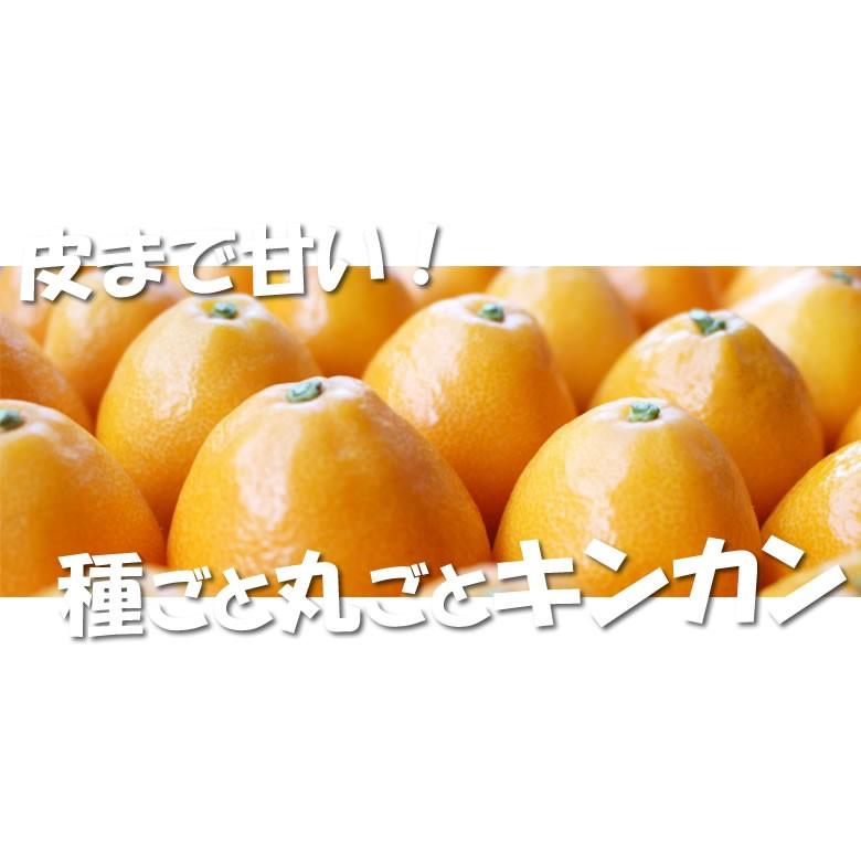 金柑 みかん 完熟フルーツきんかん 送料無料 1kg 2セット購入で1セットおまけ 熊本県産 ハウス栽培  柑橘