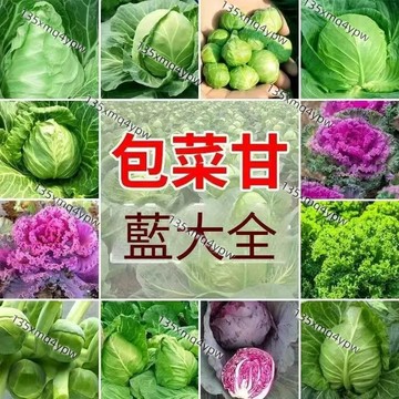 現貨【甘藍種子】（400粒）高麗菜 綠甘藍 紫甘藍種子 甘藍菜籽卷心菜孢子甘 包菜種子 種子 特大甘藍種子 小院陽台中種
