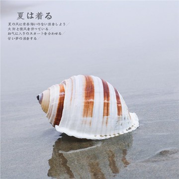 【螺貝藝】天然貝殼大海螺琴螺卷貝魚繁殖殼多肉花盆魚缸裝飾品