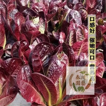 台灣現貨🔥【紫孔雀菜種子】紫紅羽葉高顏值｜涮火鍋、沙拉頂級食材｜陽台盆栽30天快收｜免催芽、新手必備｜現貨秒發