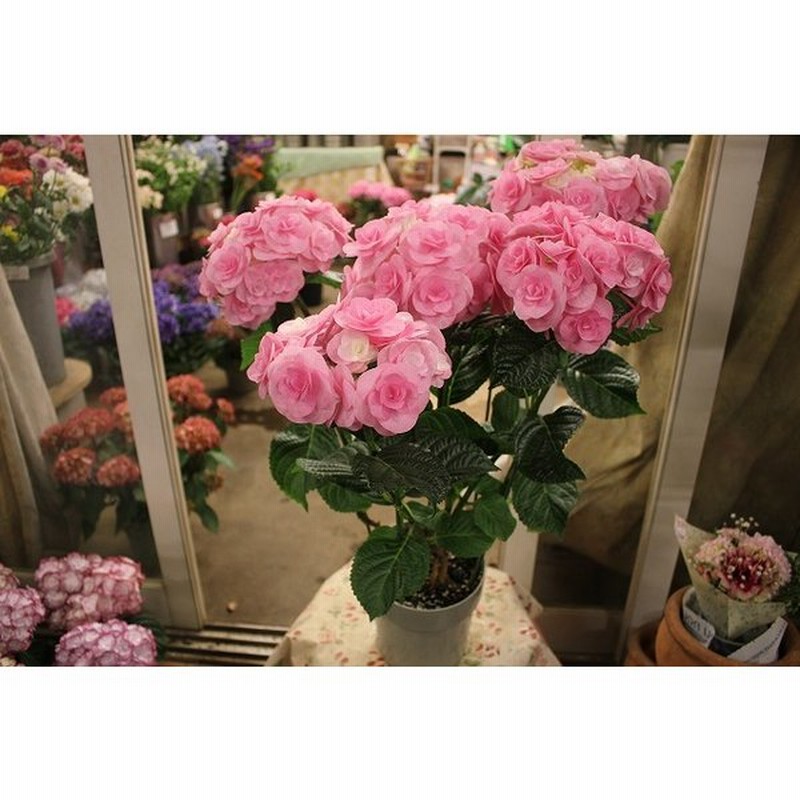 アジサイ 苗 鉢花 紫陽花 開花株 ５ ４ 水 ５ ７ 土 期間発送不可商品 メイアンジュピンク５号鉢 ２２ 通販 Lineポイント最大0 5 Get Lineショッピング