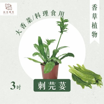 【拈花微笑】刺芫荽｜泰國香菜｜香菜｜3吋｜香草植物｜食用植物｜調味料｜泡茶飲用｜沙拉｜甜點｜藥用｜精油｜觀賞