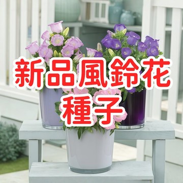 【新品風鈴花種子】台灣現貨 四季開花 庭院盆栽 陽台花卉 風鈴草 鐘花 瓦筒花 金鈴花 花種子 好種易活 播種簡單