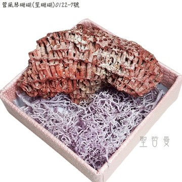 管風琴珊瑚(笙珊瑚)0122-7號-天然紅珊瑚礁簇海洋礦物晶體標本
