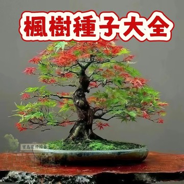 隔日達- （楓樹種子大全）當季新籽 品質保障   發芽率高 新手易種植  庭院綠植觀賞盆栽   #造景