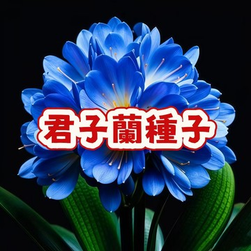 【開花超美】臺灣專用 君子蘭種子 室內盆栽 好種易活 淨化空氣 花期長 新手必備 陽台庭院綠化