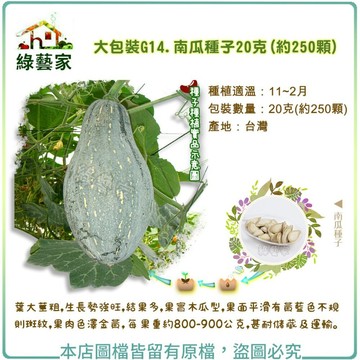 【綠藝家】大包裝G14.南瓜種子20克(約250顆) 葉大莖粗，生長勢強旺，結果多，果實木瓜型