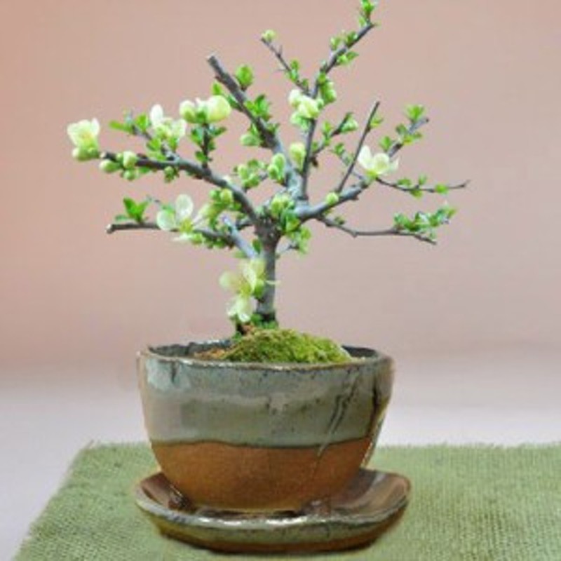 父の日 盆栽 花 長寿梅 白花 信楽鉢 受け皿付き 人気 ランキング 60代 70代 可愛い 新しい ギフト 鉢植え ボンサイ 通販 Lineポイント最大1 0 Get Lineショッピング