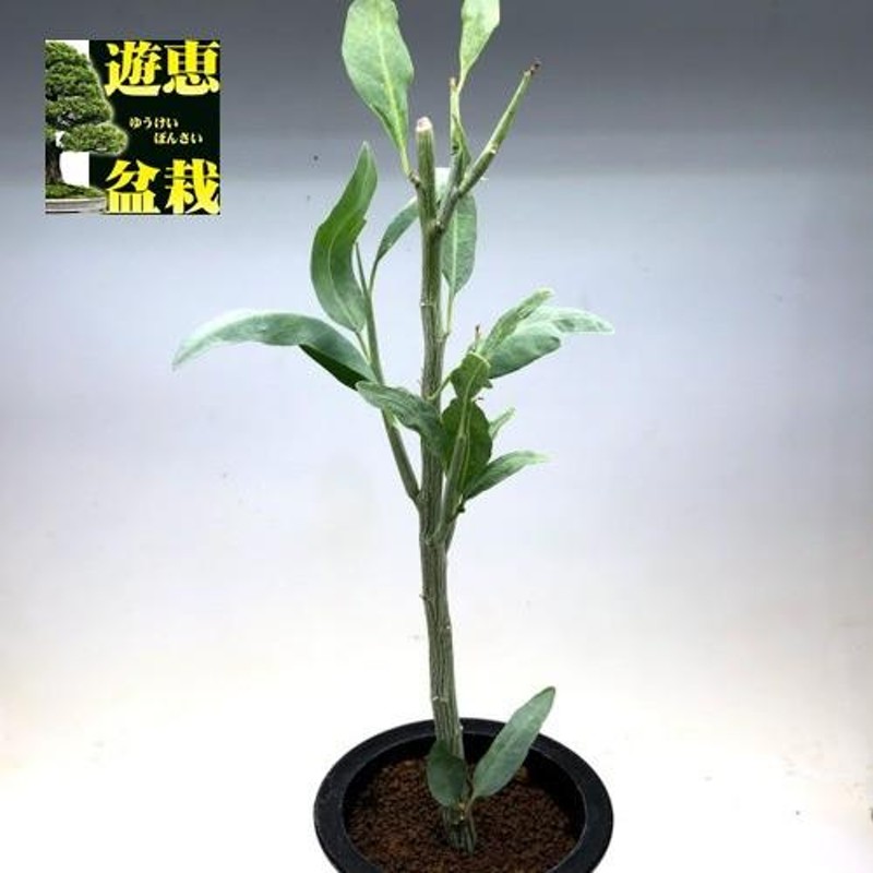 塊根植物：アデニア ペチュエリー*幅9cm 現品！一品限り | LINEブランドカタログ