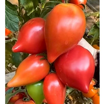 現貨🌱【芒果蜜番茄種子】（100粒）沙瓤綿密番茄品種口感綿密好味道 新品種番茄種子 西紅柿種子蔬菜種子 花園陽台露台種植