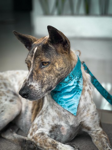 蛇皮狗項圈，皮革狗頭飾，狗禮物，皮革狗項圈，皮革狗項圈