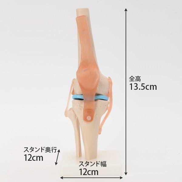 人体模型 骨格模型 7ウェルネ 膝関節 模型 実物大 間接模型 骨格標本 骨模型 骸骨模型 人骨模型 骨格 人体 モデル ヒューマンスカル 骸骨