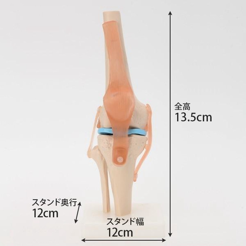 実物大 人体骨格模型 右下肢骨モデル 人体模型 骨格模型 7ウェルネ 膝
