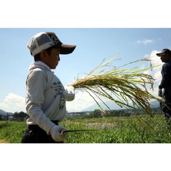 米・穀物 無洗米 新米新潟県産つきあかり白米5キロ令和5年産プレゼント付き 産地直送