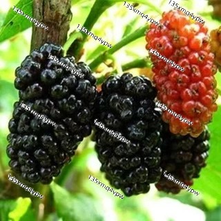 現貨 多款桑葚種子（1000粒) 水果種子 酸甜可口 四季陽台庭院種植 中國黑桑 台灣長果桑種子 高產水果種子 發芽率高