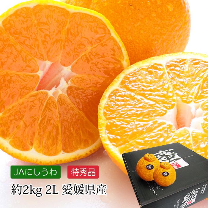 正規品・特秀品です！ みかん 愛媛県産 デコポン 特秀品 約2kg 2Lサイズ 8玉 蜜る 糖度14度以上保証