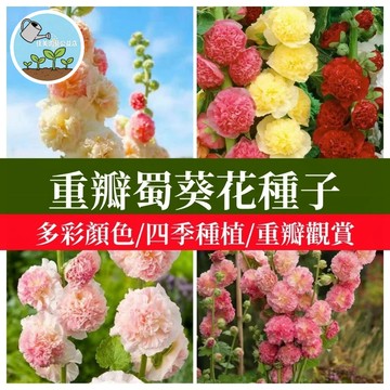 佳美 🌸重瓣復色蜀葵花種子 蜀葵種子多年生庭院易活一丈紅觀賞花卉花海種子草花種子陽台庭院盆栽 花卉盆栽 觀賞花 濃香花卉