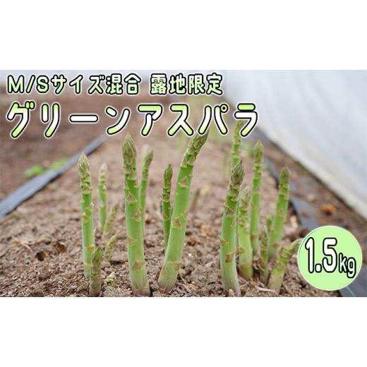 ふるさと納税 北海道 赤平市 アスパラ 北海道 約1.5kg！露地限定グリーンアスパラ（M・Sサイズ混合）［ほりぐち農園］※2024年5月中旬出荷開始先行予約