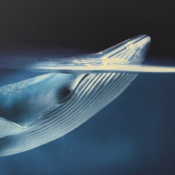 【微瑕特惠】【福利品】靈感 - 療癒動物鯨魚掛畫/海洋生物/大自/