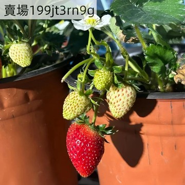 現貨🍓【玄玉草莓種子】（300粒）2025新種 紫霞草莓種子 多汁香草的風味 室內陽臺種植高產 甜黑草莓四季種植