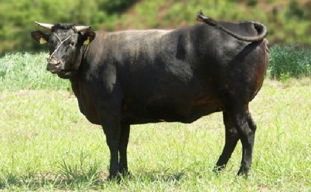 数量限定 牛肉 焼肉 もも 400g 山口県萩市産 見蘭牛 国産 和牛 バーベキュー 肉 お肉 牛