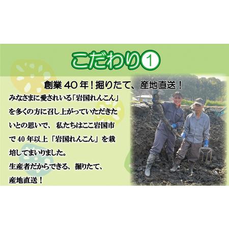 ふるさと納税 由美屋特選！岩国産れんこん5kg(土付き) 山口県岩国市