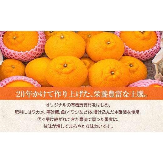 ふるさと納税 宮崎県 日南市 訳あり≪数量限定≫海藻木酢不知火(計7kg以上)傷み補償分200g付き　フルーツ　果物　柑橘　みかん　国産 BA59-23