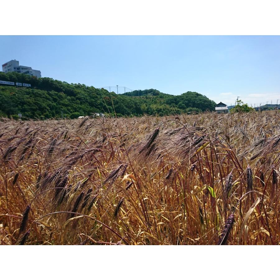 むらさき麦ビーフカレー 200g