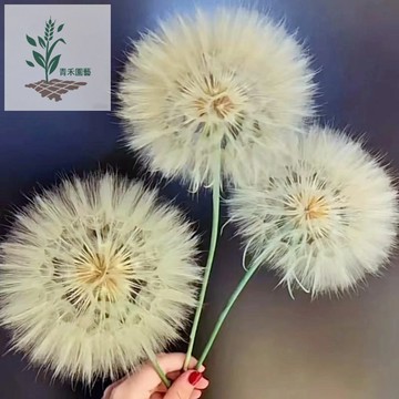 青禾園藝（蒲公英種子大全） 婆婆丁 四季種植 耐熱耐寒 新手易種易活 發芽率高 可觀賞 可食用 四季種植 多年生